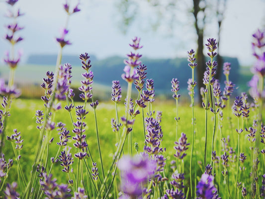 6 Essential Oils for Stress Relief & Relaxation