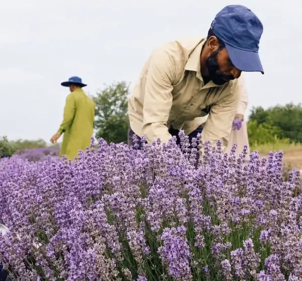 Grown on our own farms in the valley of Kashmir