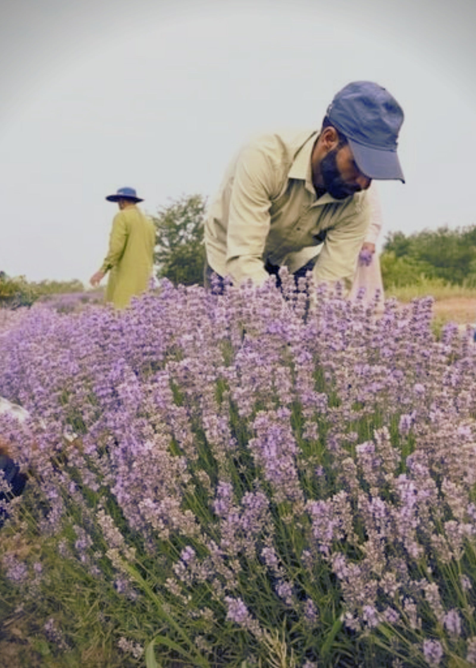 Grown on our own farms in the mountains of Kishtwar, in the Chenab Valley of Kashmir.